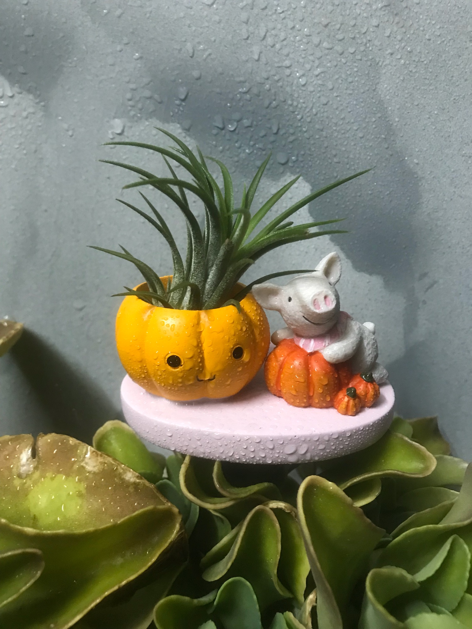 Cây không khí - Cây cảnh mini