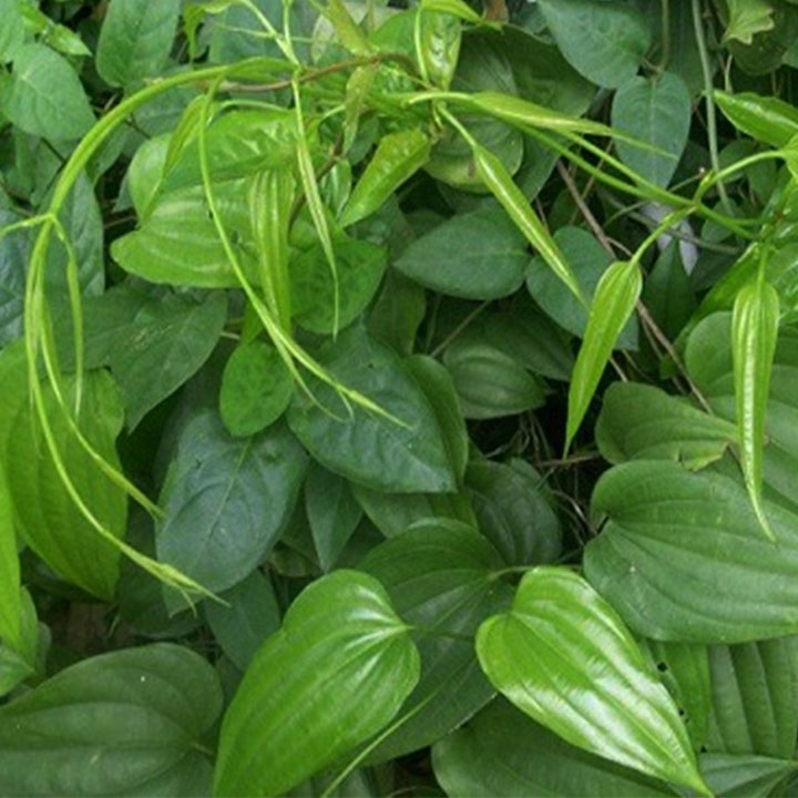 Củ bách bộ khô 1kg