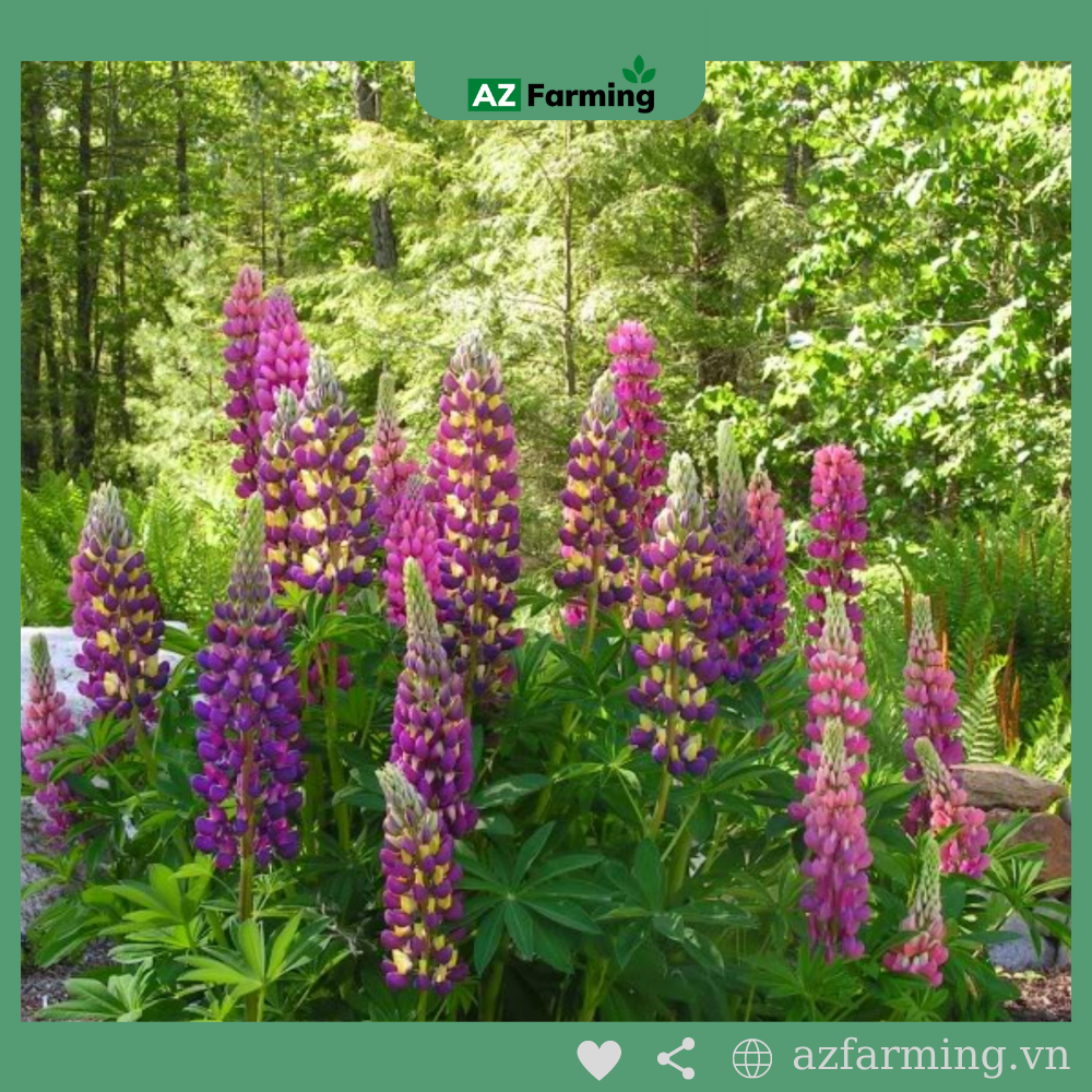 Hạt Giống Đậu Lupin - 50 Hạt - AZ Farming