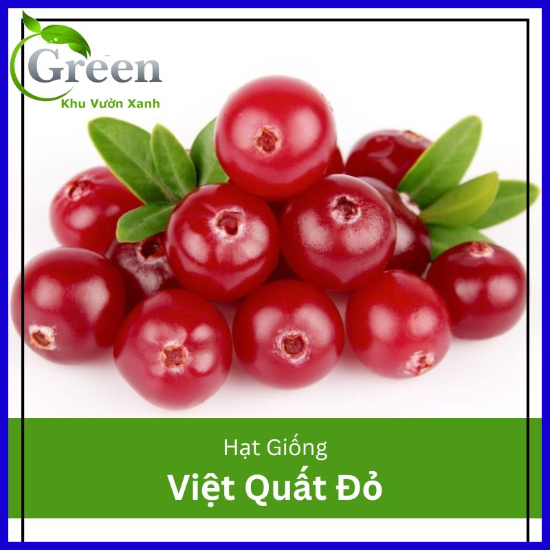 Hạt Giống Cây Việt Quất Đỏ (30H)
