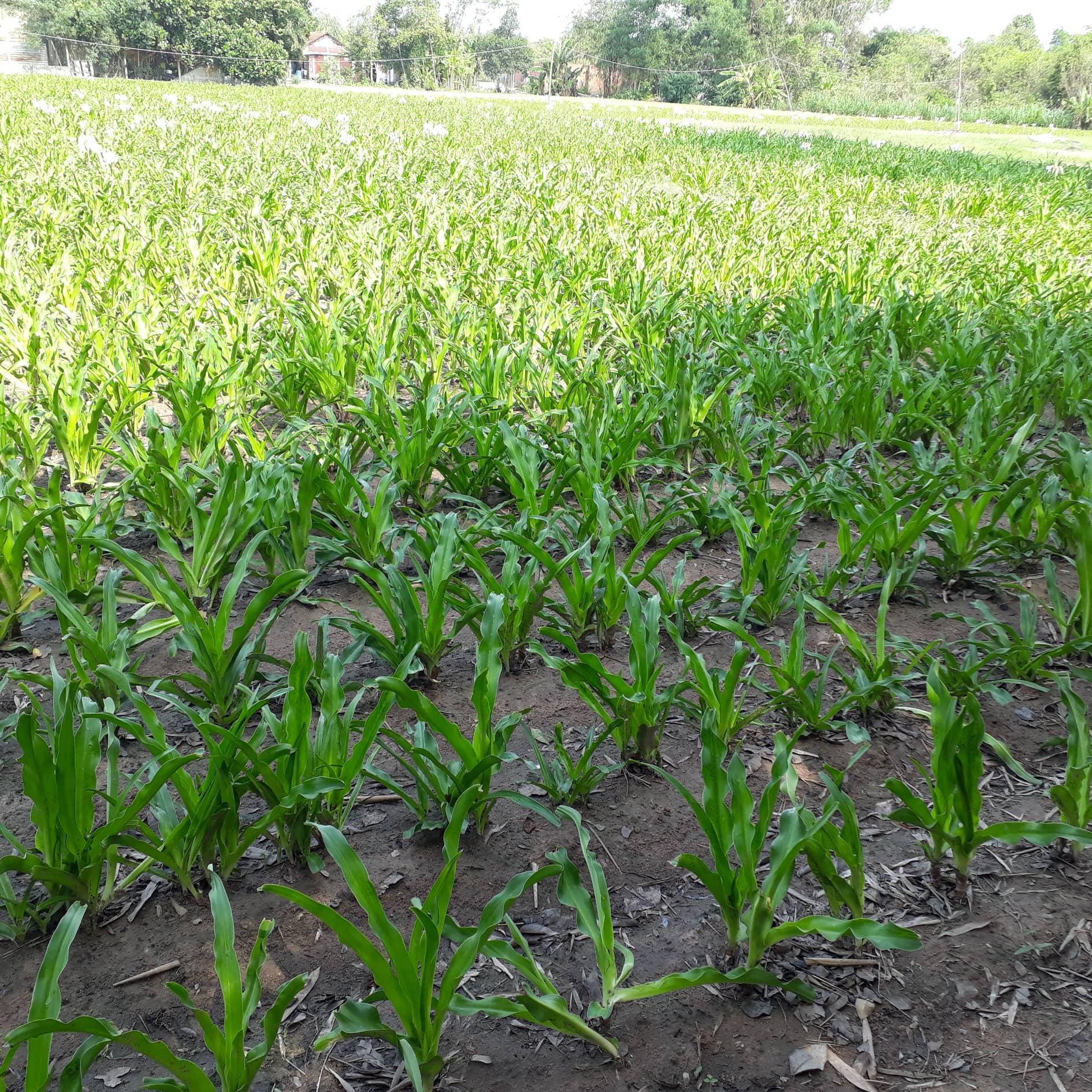 Củ giống trinh nữ hoàng cung - Thảo duoc Vạn Phúc