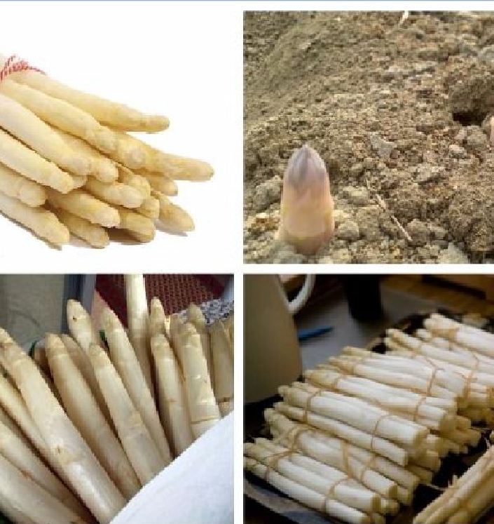 Hạt giống Măng Tây Trắng 20 hạt  ( tặng kèm 3 viên nénkích thích ươm hạt )