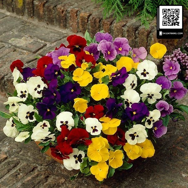 Hạt giống hoa pansy (hoa păng xê)