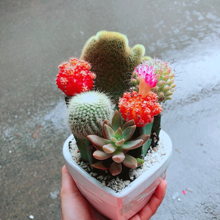 Chậu Xương Rồng Mix