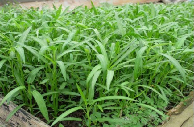 Hạt giống rau muống lá tre