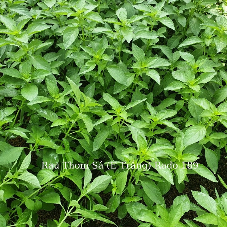 Hạt giống Lá É (RD189) gói 5gr - Rất dễ trồng