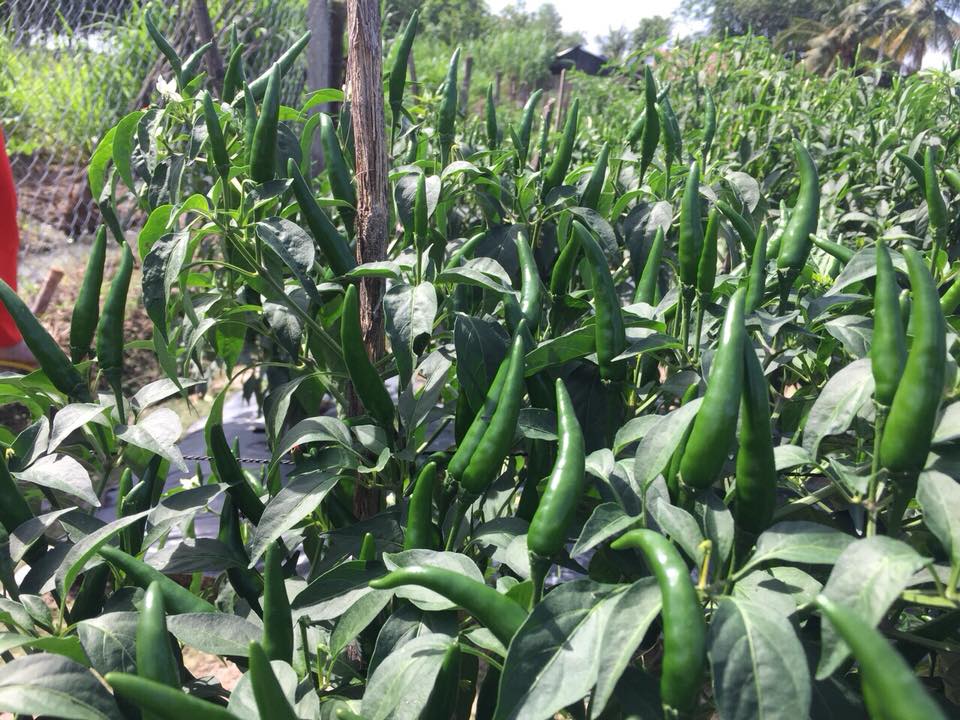 [Lấy mã giảm thêm 30%] Gói Hạt Giống Ớt Chỉ Thiên F1