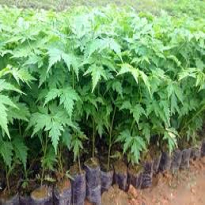 CÂY GIỐNG GỖ LIM