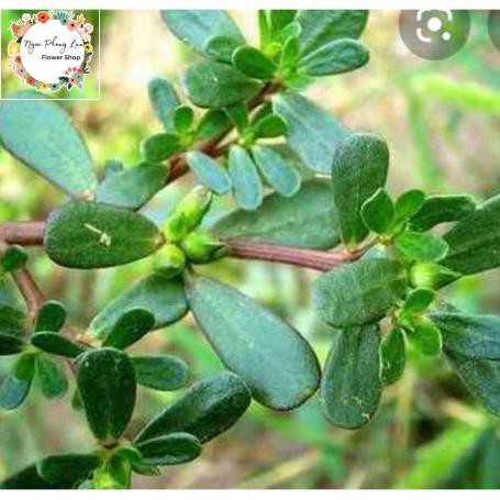 Giống Rau Sam, Rau Sam, Sam Đất - Gói 2 Gram
