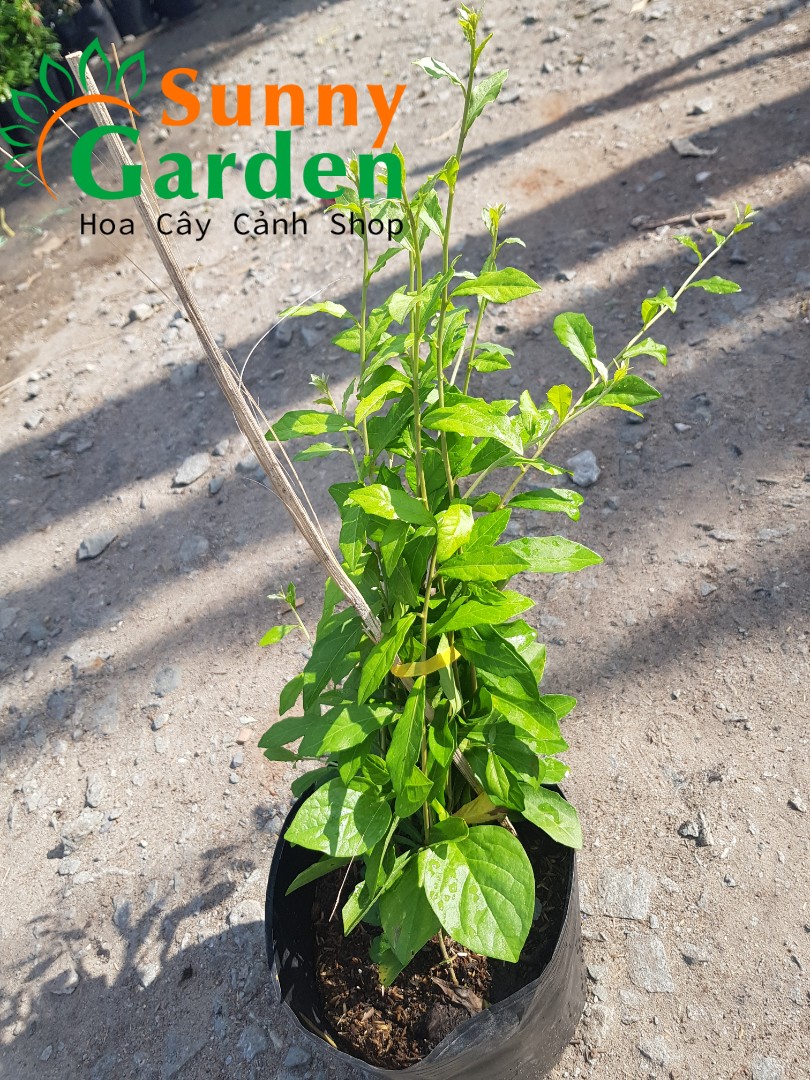 Cây Giống Cúc Tần Ấn Độ, Cao 20-30cm