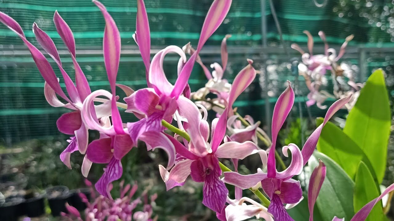 Den Thỏ Đỏ