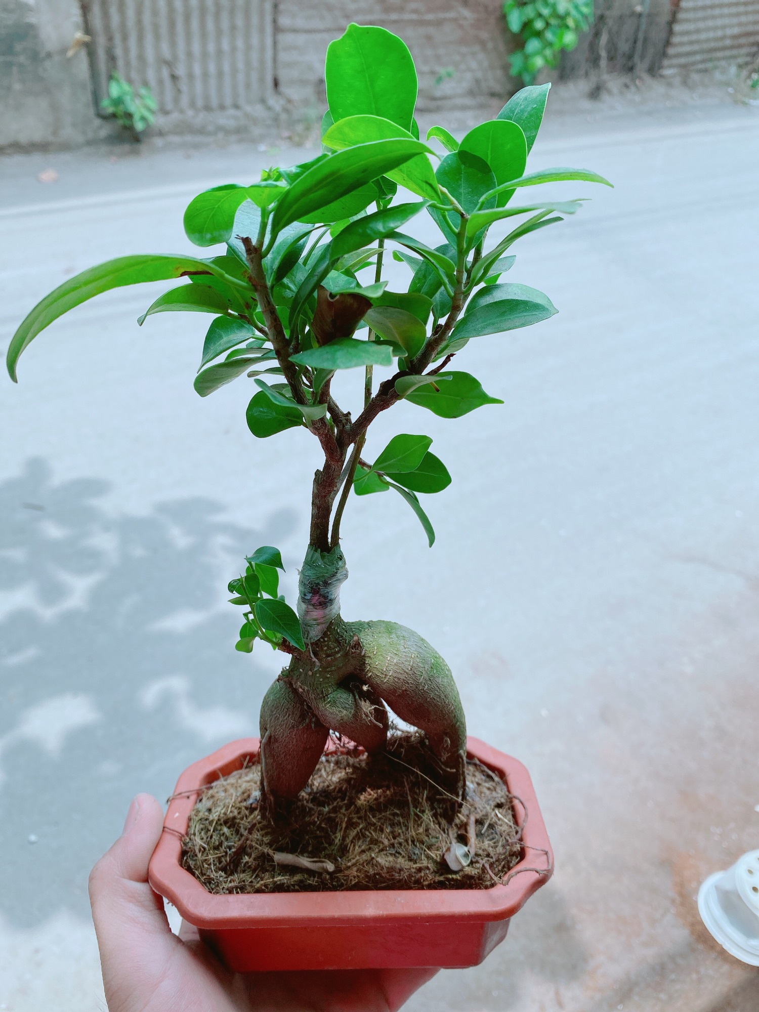 [HCM]Chậu cây si bonsai