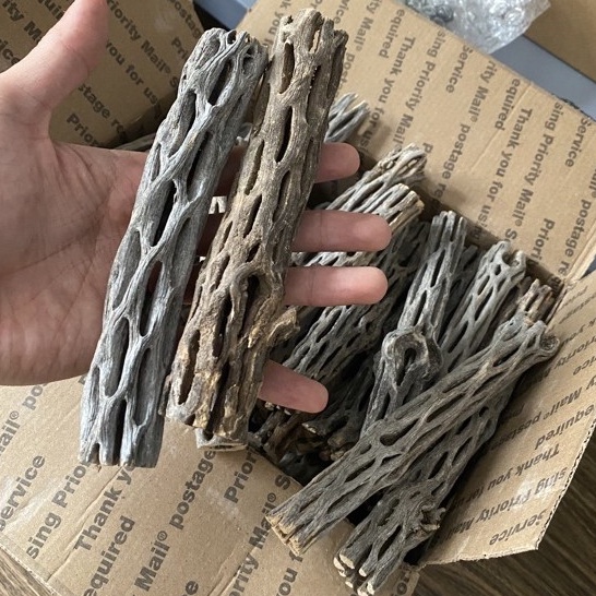 Lũa Cholla cho tép cảnh