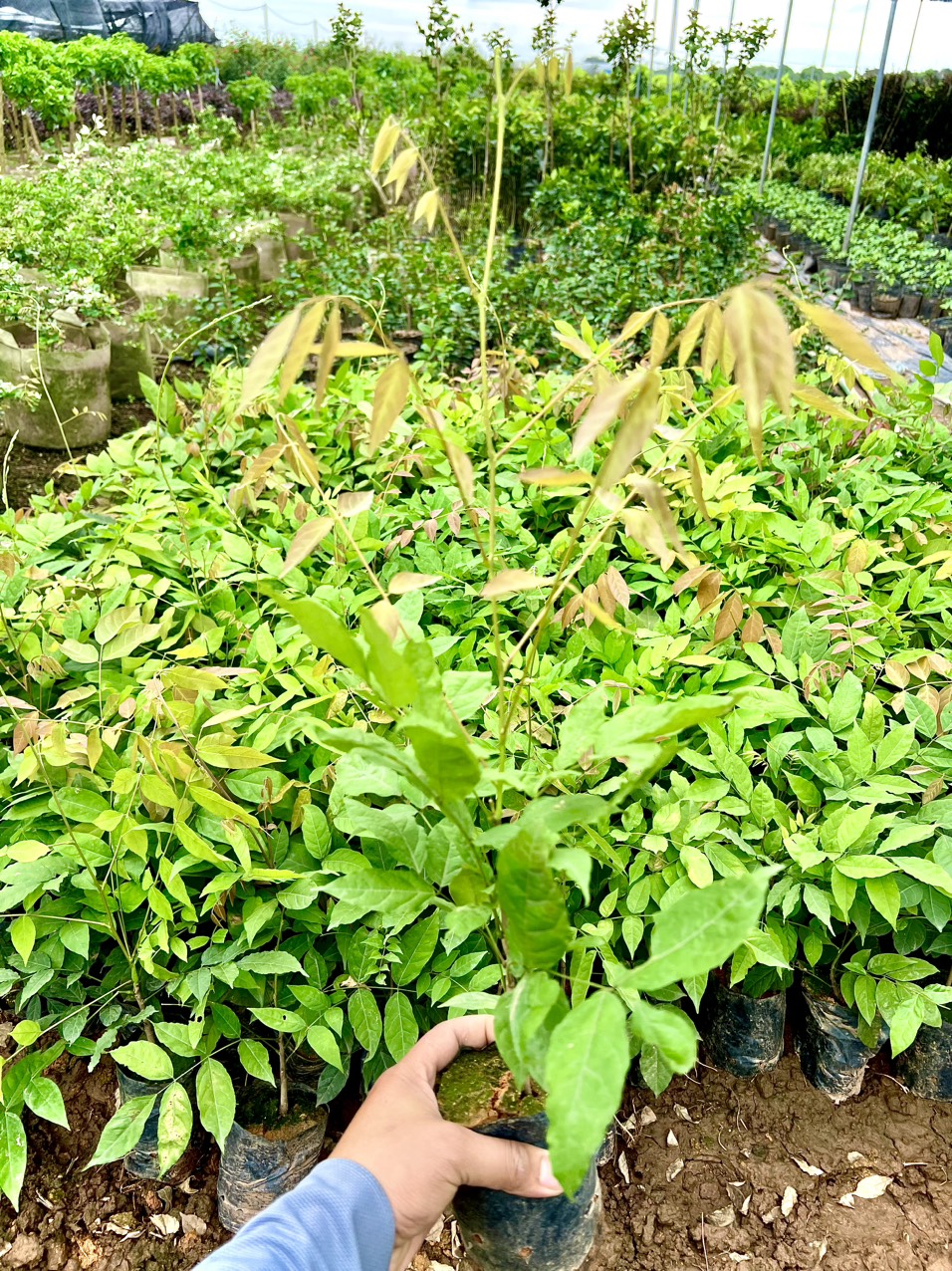 Cây tử đằng thân gỗ hoa tím nhạt cao 40-50cm (ảnh thật số 2)