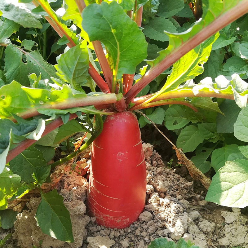 100 hạt giống củ cải đỏ Dài F1