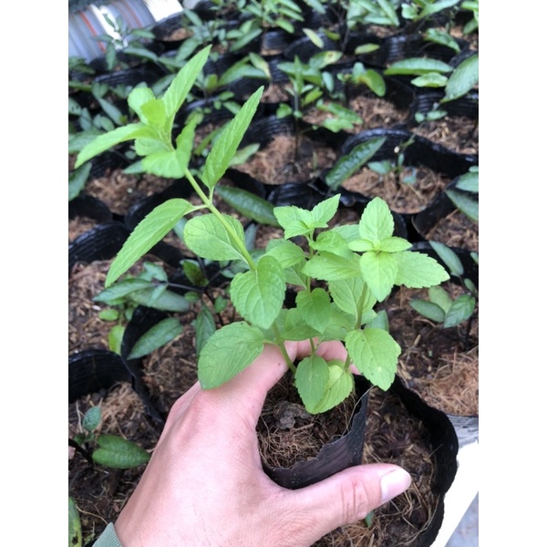 CÂY BẠC HÀ NHẬT - JAPANESE MINT
