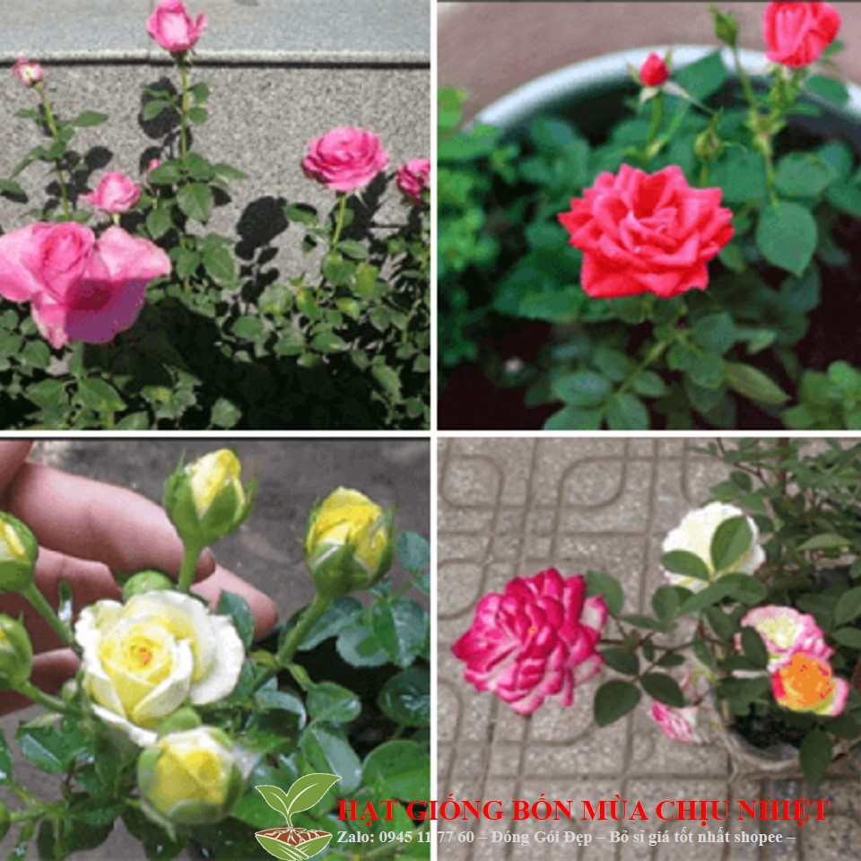 MA98 Gói 20 hạt giống hồng lùn siêu hoa mix màu ĐẾN MÙA TRỒNG TẾT