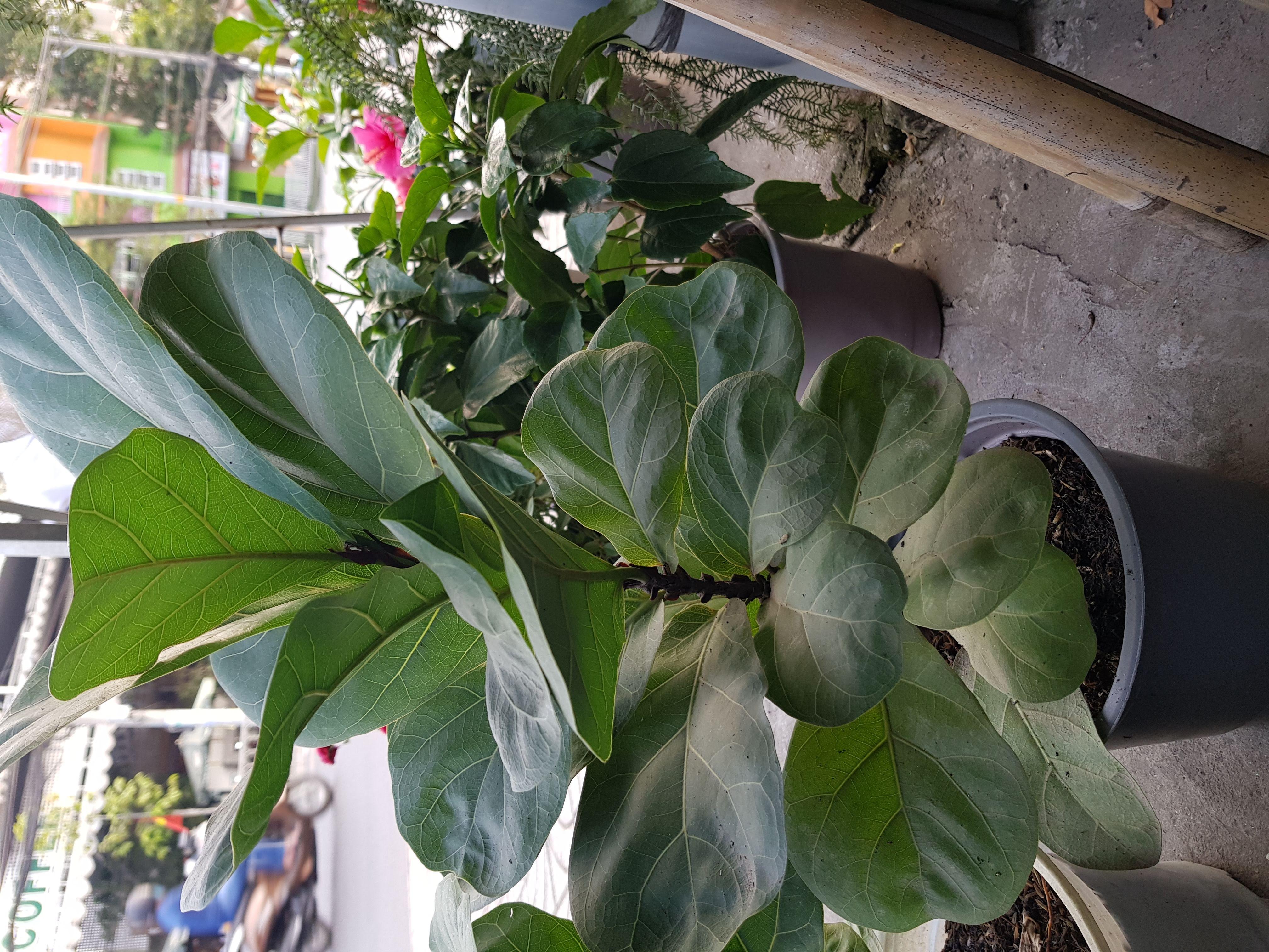 Cây Bàng Singapore - Chậu Cây Cảnh