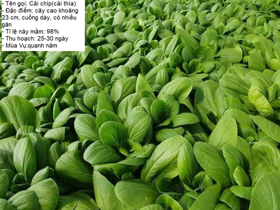 Gói 20gram Hạt giống rau cải chíp (cải thìa - cải chít) -STT0012