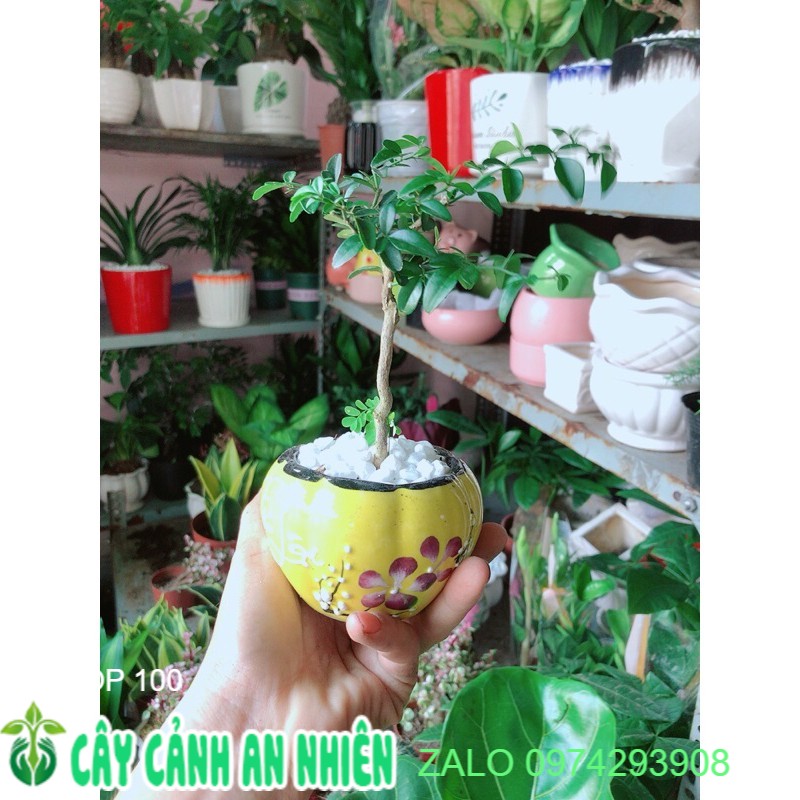 Chậu Cây Kim Quýt Bonsai