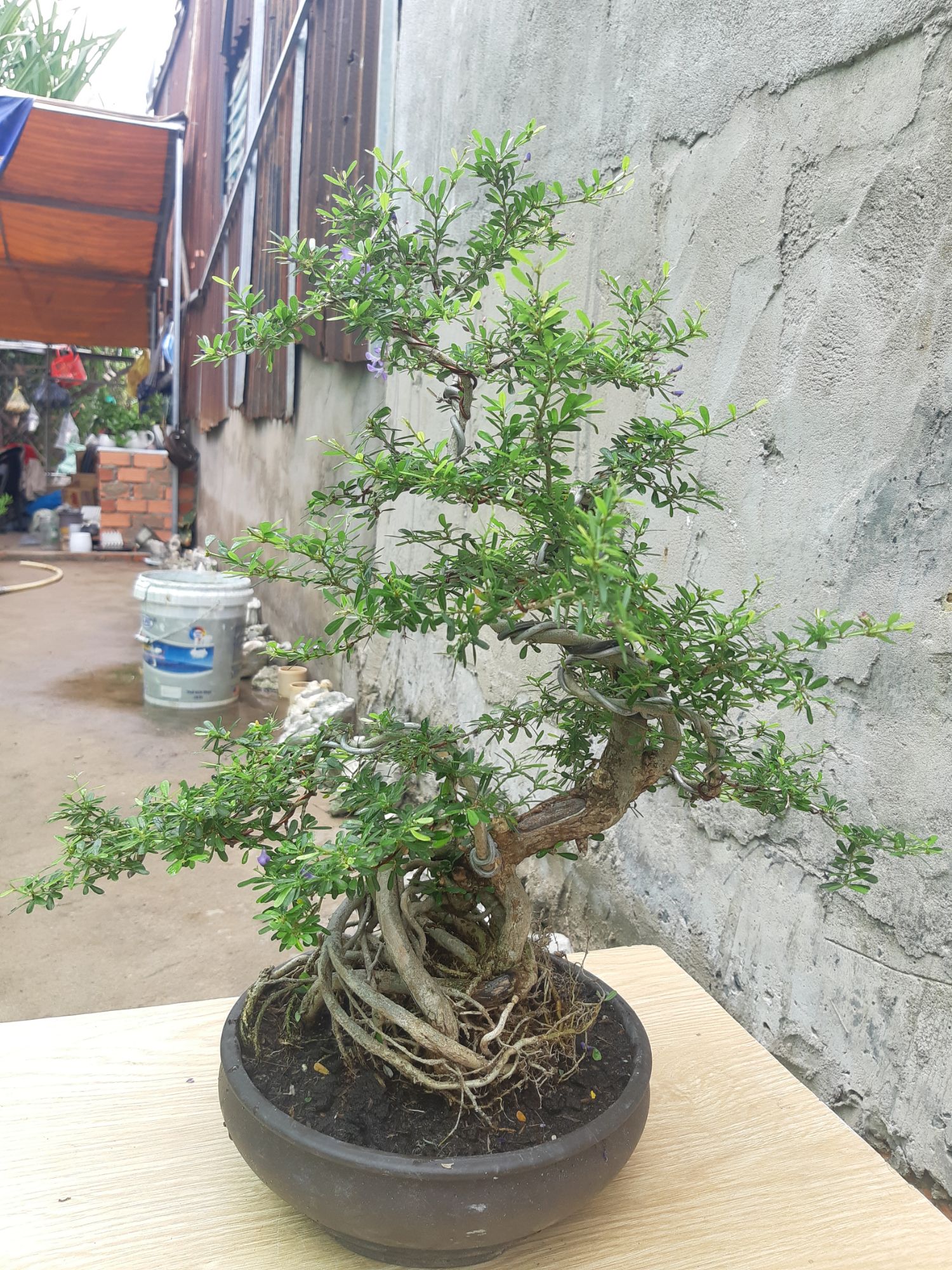 linh sam bonsai gốc quái