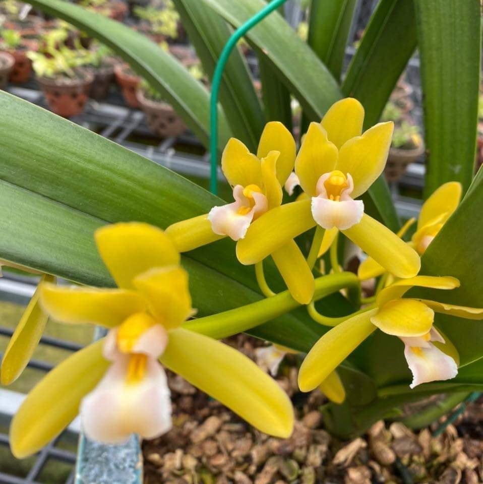 Lan kiếm phan trí gieo hạt cao 20 cm