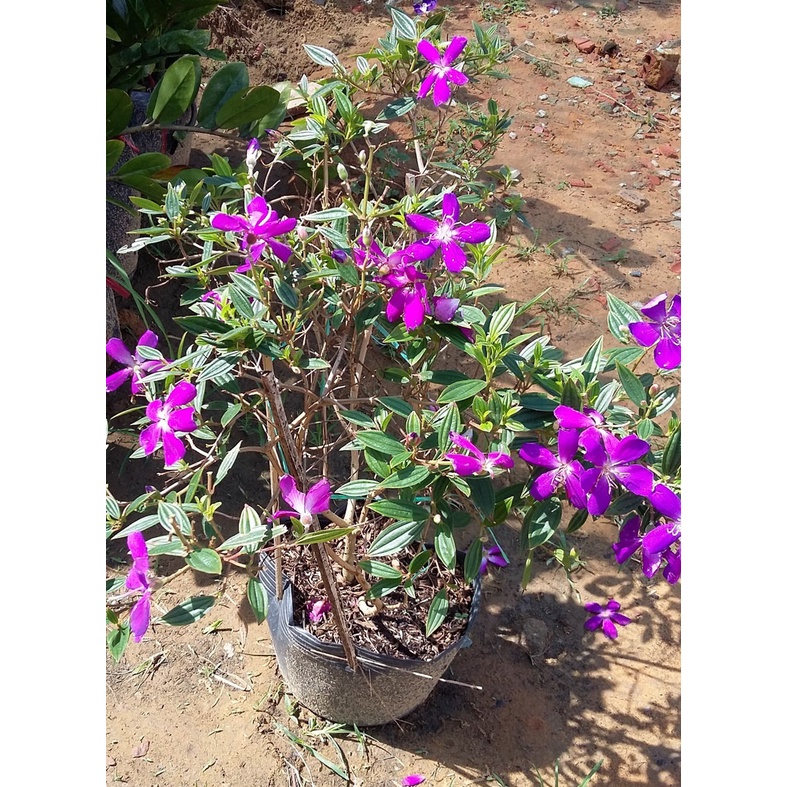cây giống hoa sim tím cảnh (hoa Mua Thái) cao 30-40cm