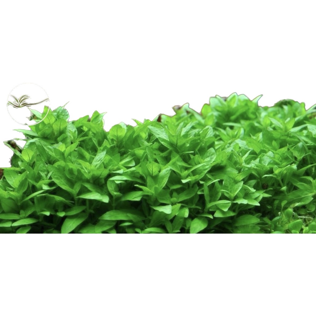 Staurogyne Repens - Cây Rau Thơm - Cây Thuỷ Sinh