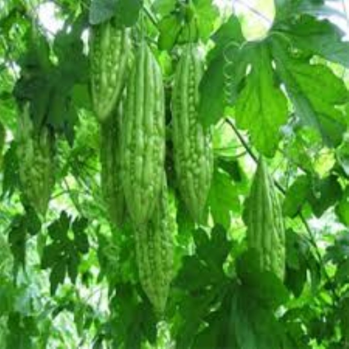10 hạt giống mướp đắng xanh