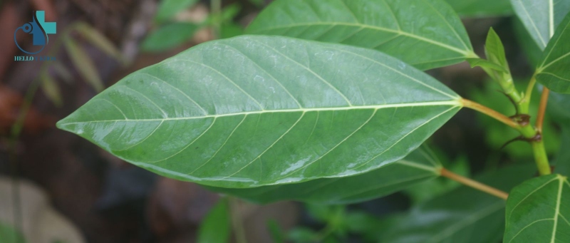 lá sung tươi 500g,1kg