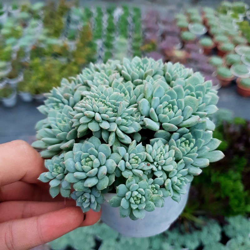 SEN ĐÁ NHÍM XANH SIZE TRUNG BÌNH LỖI 1 ĐỔI 1