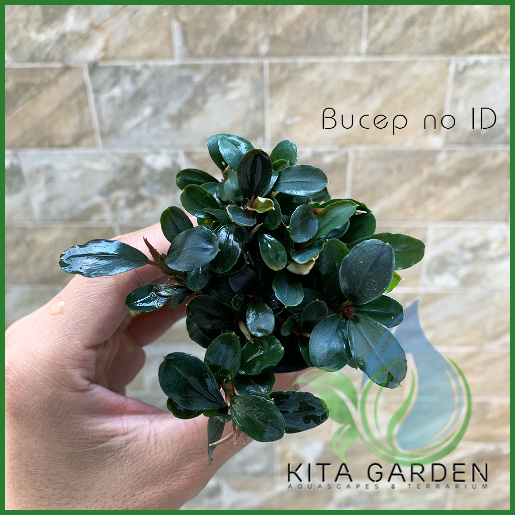 Bucep Tím | Bucephalandra TM | Cây Thủy Sinh Giá Thể