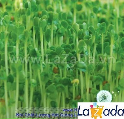 20Gr Hạt Giống Rau Mầm Cải Bẹ Xanh (A5.105| Z24*W21*M037)