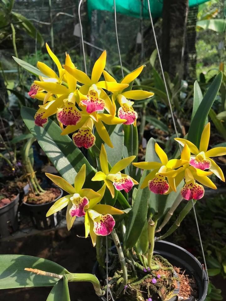 Brass Phoenix Fire Seedling