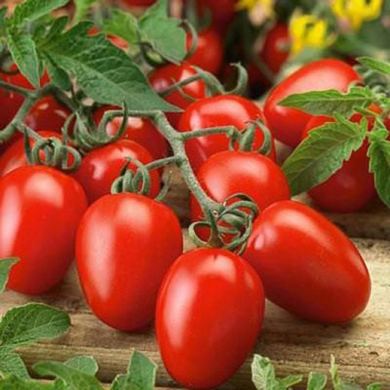 Hạt giống cà chua các loại tự chọn