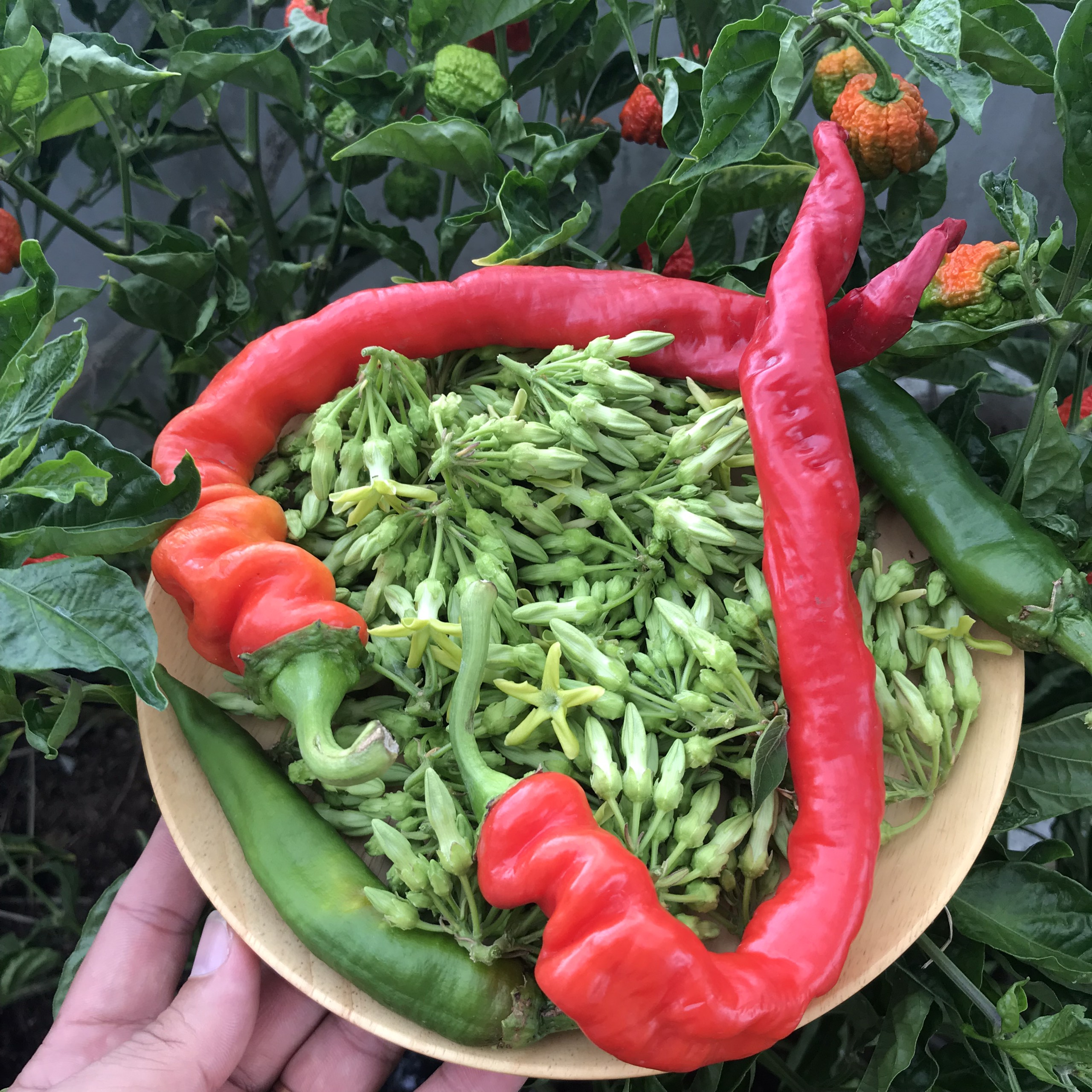Hạt giống ớt Nhật - Ristra Cayenne Hybrid (10 hạt)