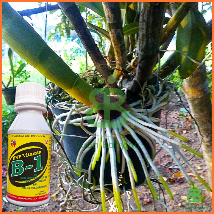 Phân Bón Lá Vitamin B1 Chuyên Cho Phong Lan 100ml