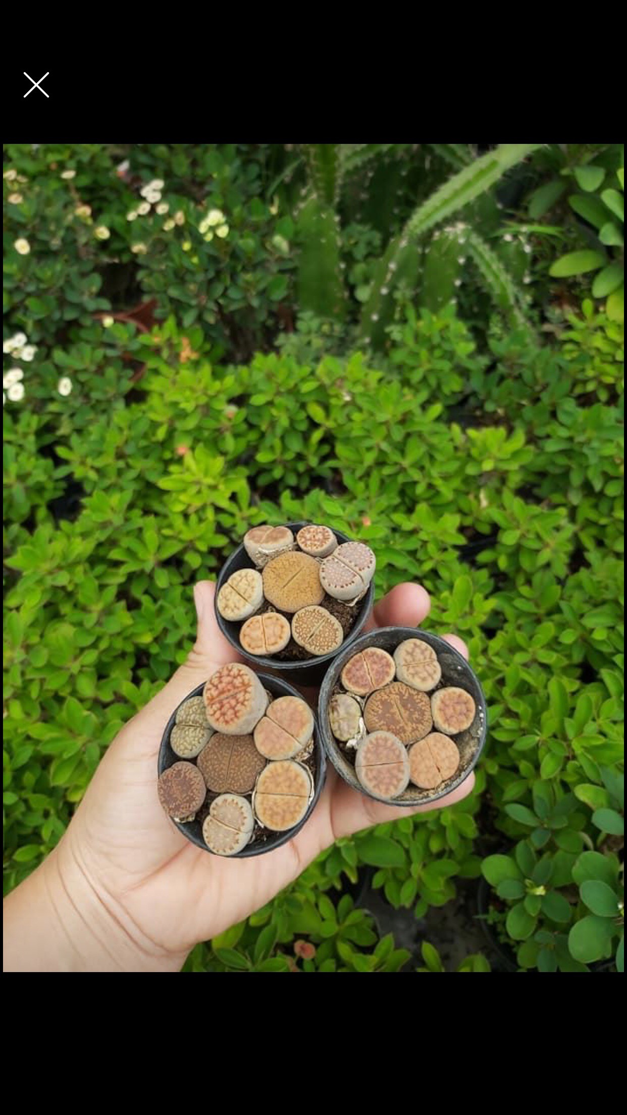 Combo 7 cây sen đá mông , sen đá Lithops , thạch lan size 1,5 - 2cm