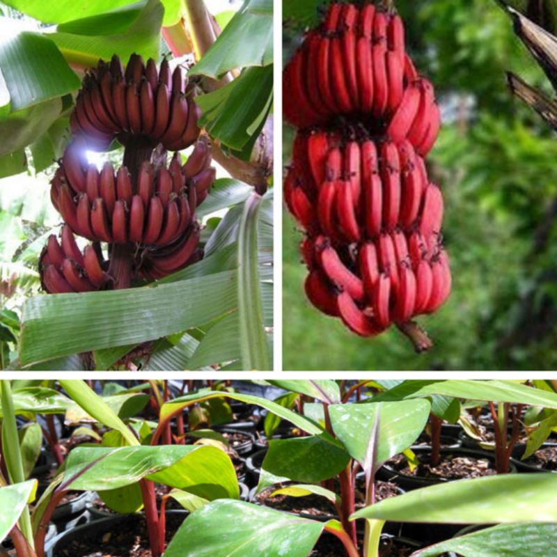 Cây giống Chuối Đỏ Dacca (cấy mô siêu sớm)