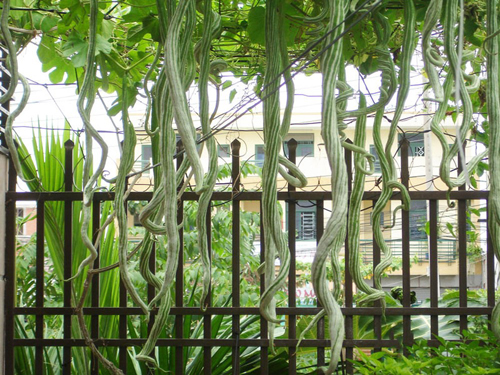 "Gói 5 Hạt " Hạt Giống Mướp Nhật(Mướp Rắn )