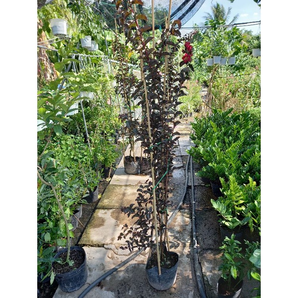 tường vy huyết long cao 1m