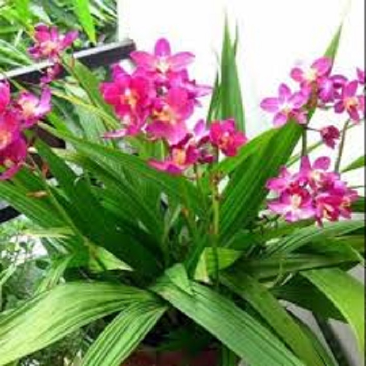 Lan Chu Đỉnh Tím nở hoa đẹp