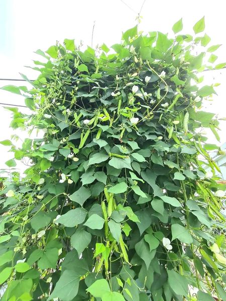 Hạt giống đậu rồng ( đỗ khế) gói 10 hạt