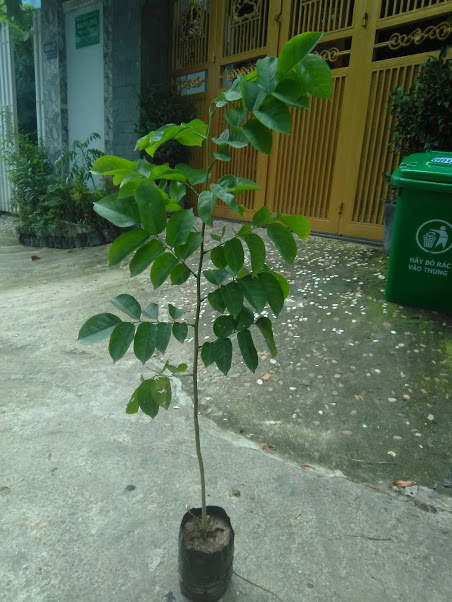 Cây giáng hương - chiều cao 60cm