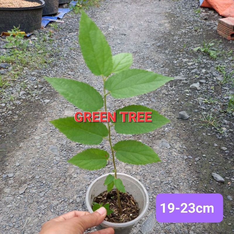 1 cây giống trứng cá