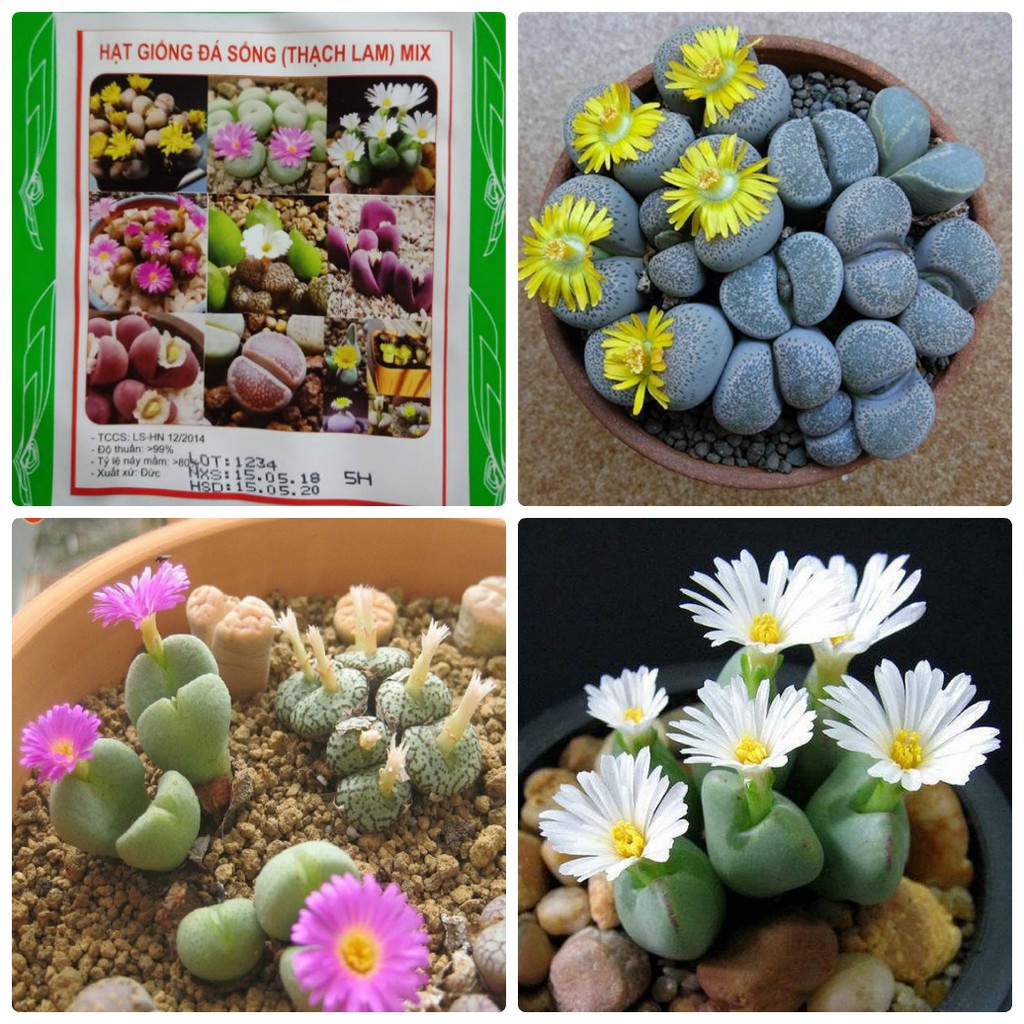Mixed Live Stone (Lapis Lazuli) Seeds – 15 Seeds
