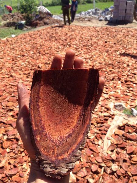 1kg Cây cỏ máu Quảng Bình - 100% cây cỏ máu