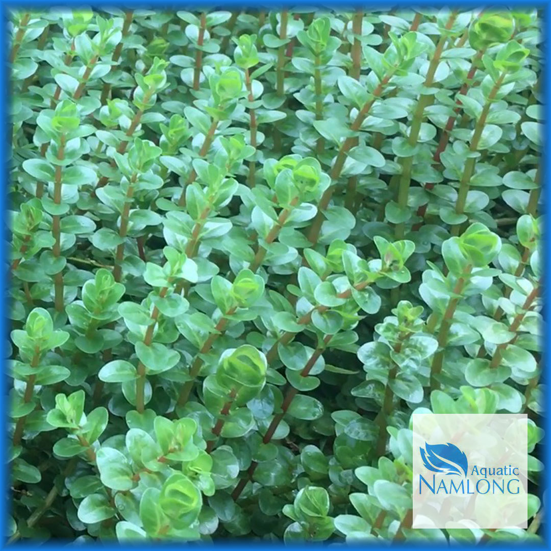 Vảy ốc đỏ (10 ngọn) - Rotala Colorala - Cây thủy sinh cắt cắm