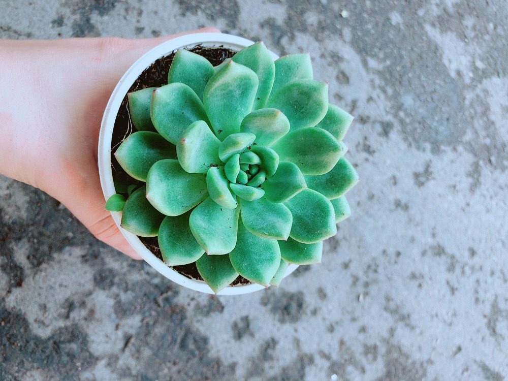 Chậu sen đá bánh bao xanh