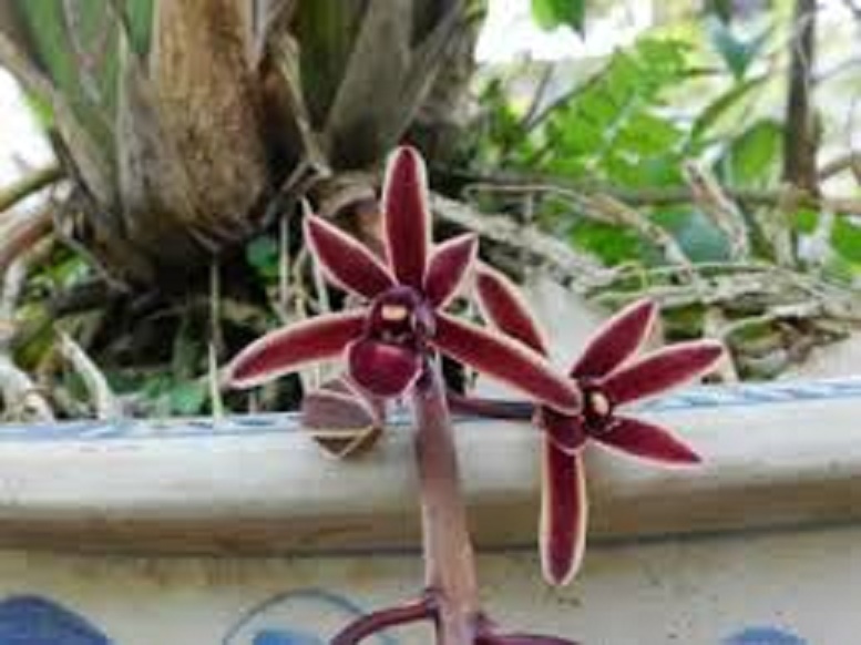 Cây giống lan kiếm đỏ tay bắc, hoa thơm